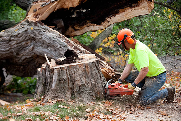 How Our Tree Care Process Works  in  West Hazleton, PA